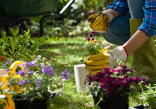 Blumen, die gerade eingepflanzt werden